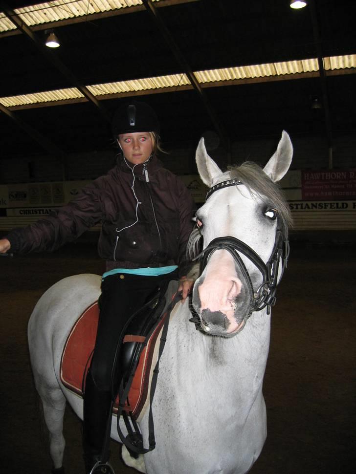 Arabisk fuldblod (OX) Salome ox billede 1