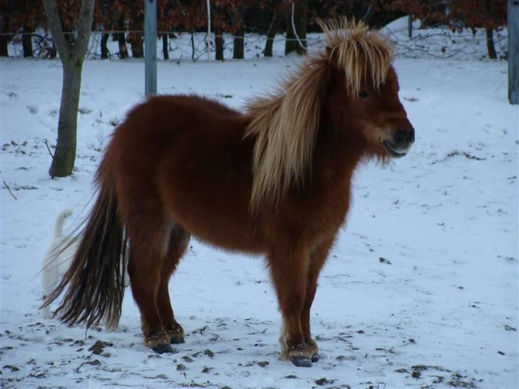 Miniature Jasmin billede 17