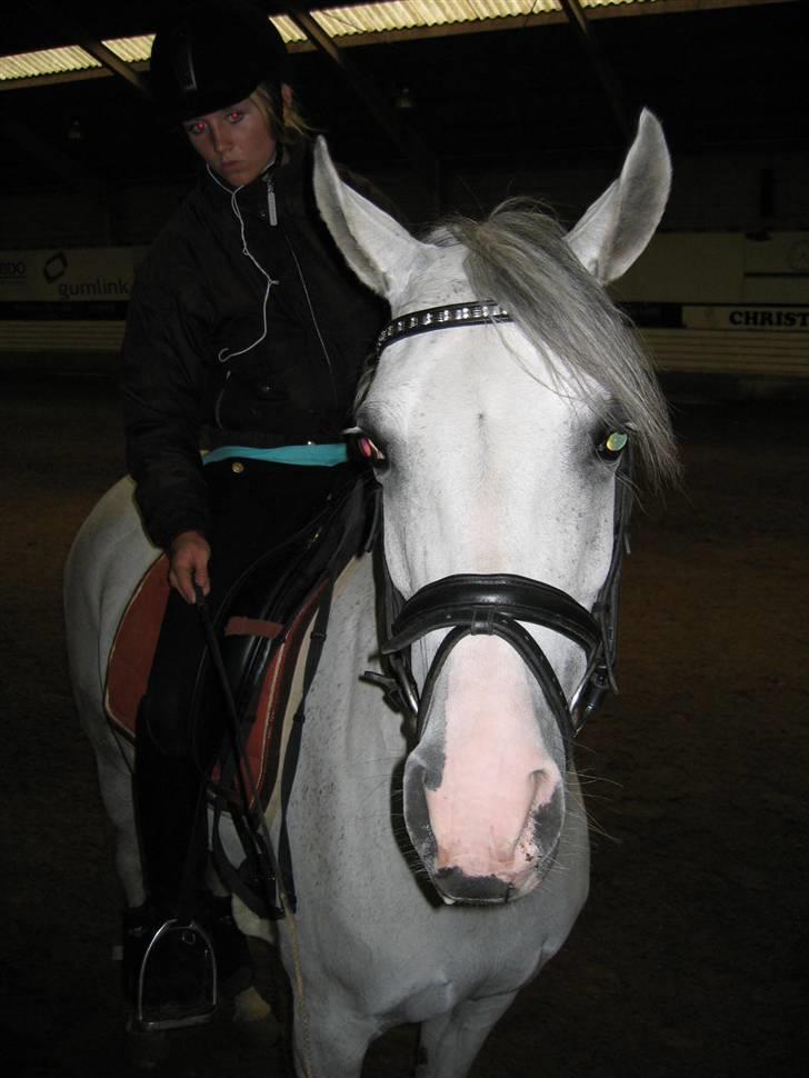 Arabisk fuldblod (OX) Salome ox billede 2