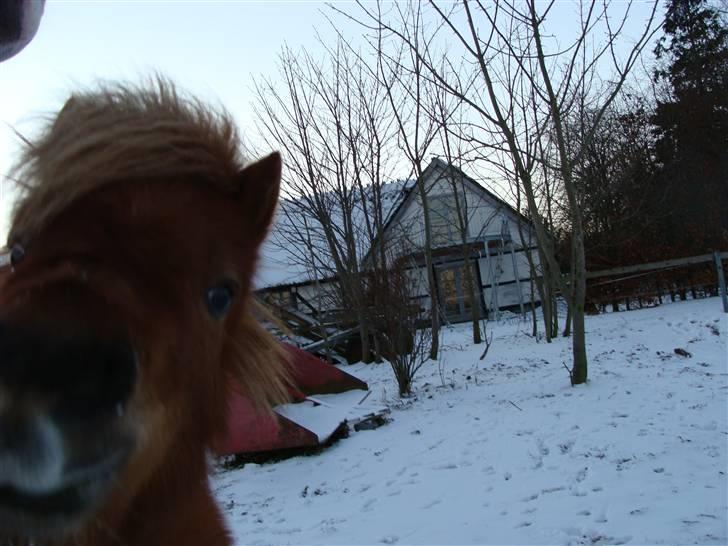 Miniature Jasmin billede 18