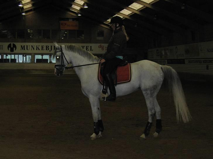 Arabisk fuldblod (OX) Salome ox billede 3