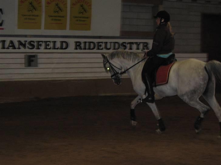 Arabisk fuldblod (OX) Salome ox billede 4