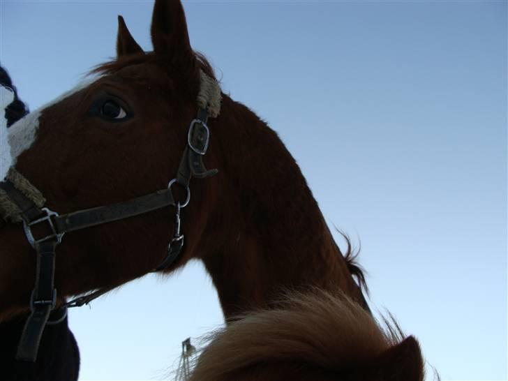 Frederiksborg Malou Fuglebjerg(Aflivet) billede 8