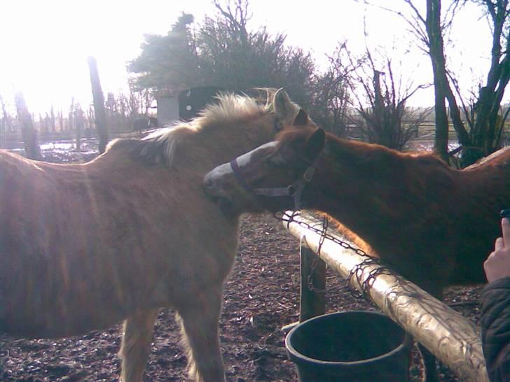 Anden særlig race Emma (R.I.P D':) - Emma og Kiki :) Fotograf: Mig, igen igen igen. billede 7