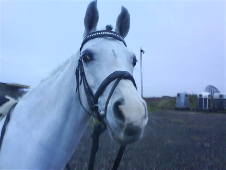 Arabisk fuldblod (OX) Salome ox billede 5