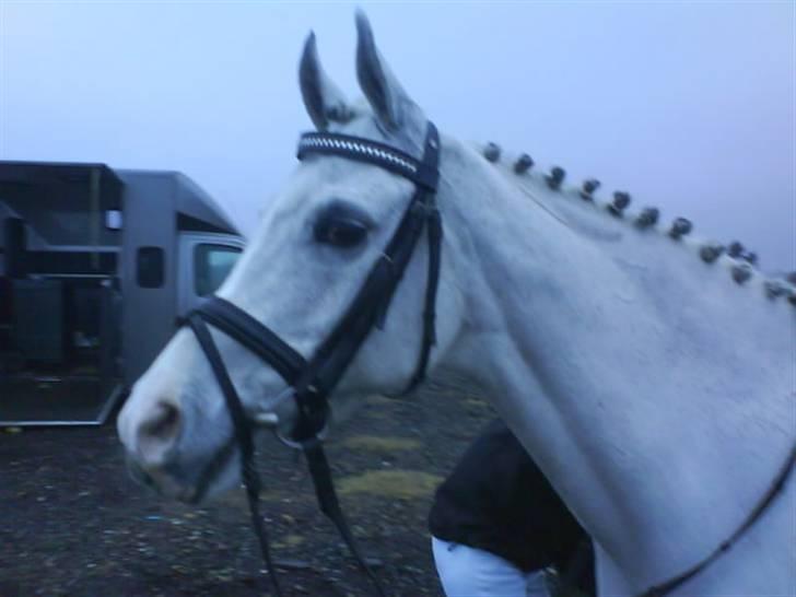 Arabisk fuldblod (OX) Salome ox billede 6