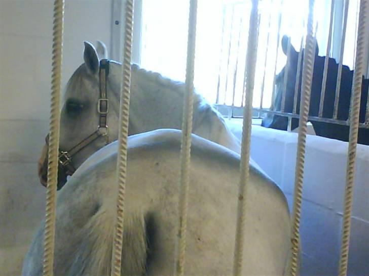 Arabisk fuldblod (OX) Salome ox billede 7