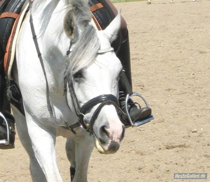 Arabisk fuldblod (OX) Salome ox billede 8
