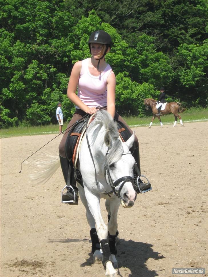 Arabisk fuldblod (OX) Salome ox billede 9