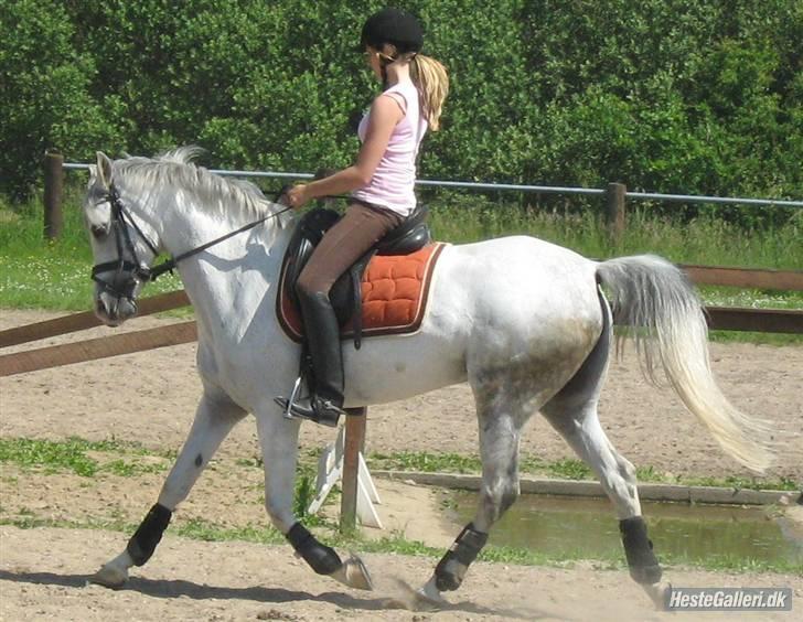 Arabisk fuldblod (OX) Salome ox billede 10