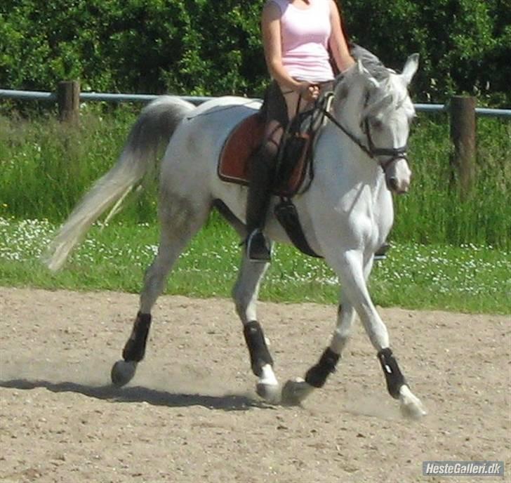 Arabisk fuldblod (OX) Salome ox billede 11