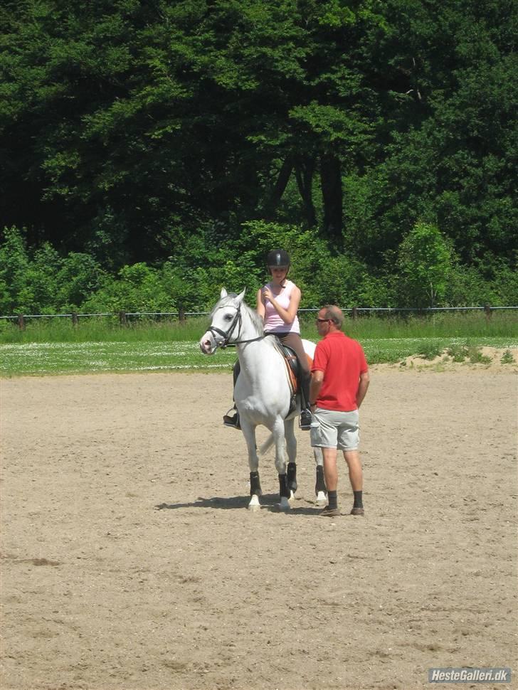 Arabisk fuldblod (OX) Salome ox billede 12