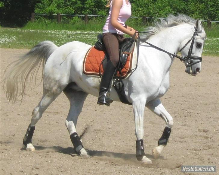 Arabisk fuldblod (OX) Salome ox billede 13