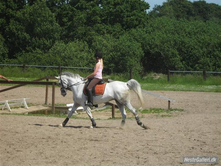 Arabisk fuldblod (OX) Salome ox billede 14