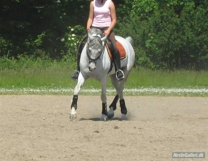 Arabisk fuldblod (OX) Salome ox billede 15