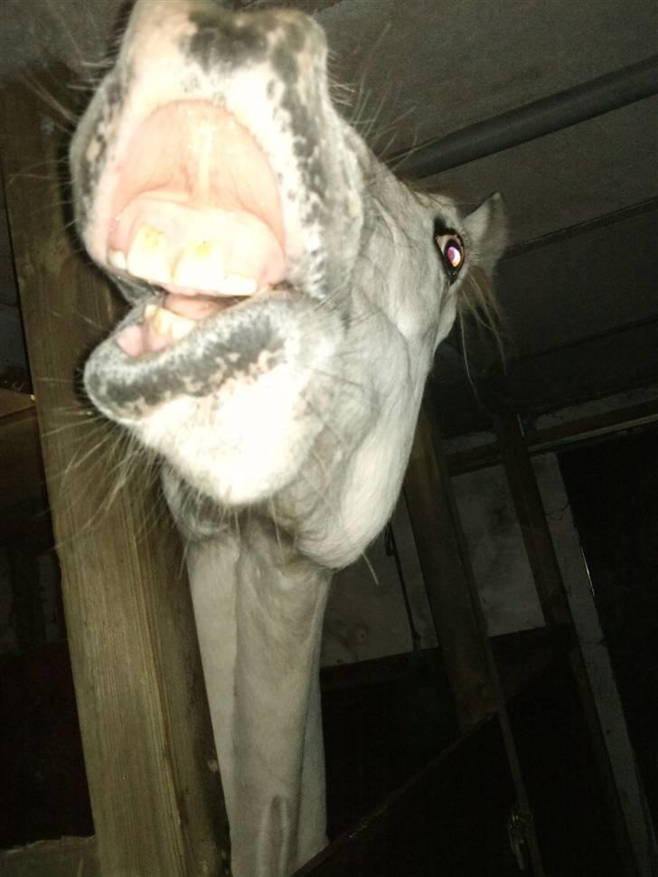 Knabstrupper Alexsander *solgt* billede 6