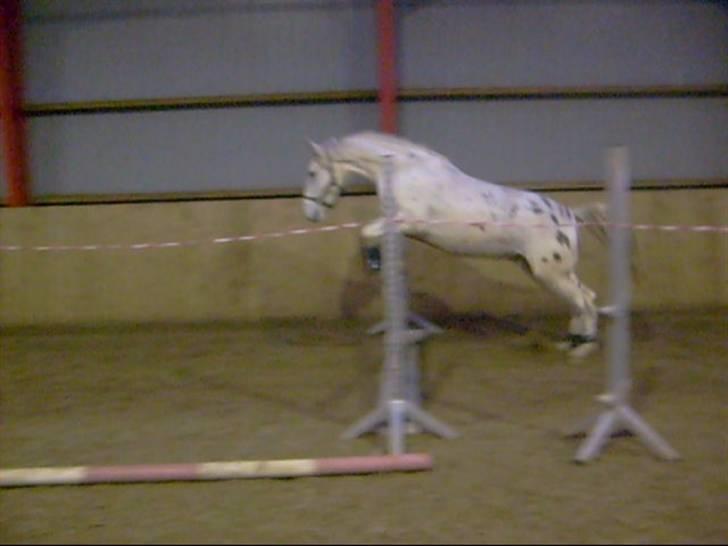 Knabstrupper Alexsander *solgt* billede 8