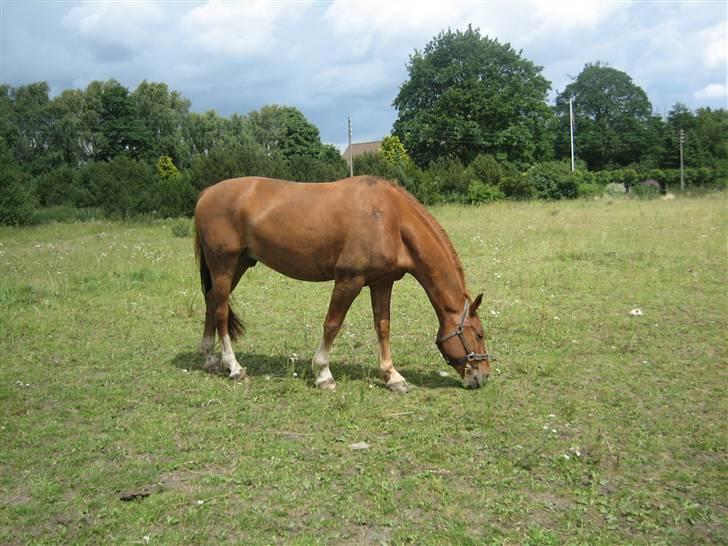 Frederiksborg Rubin billede 1