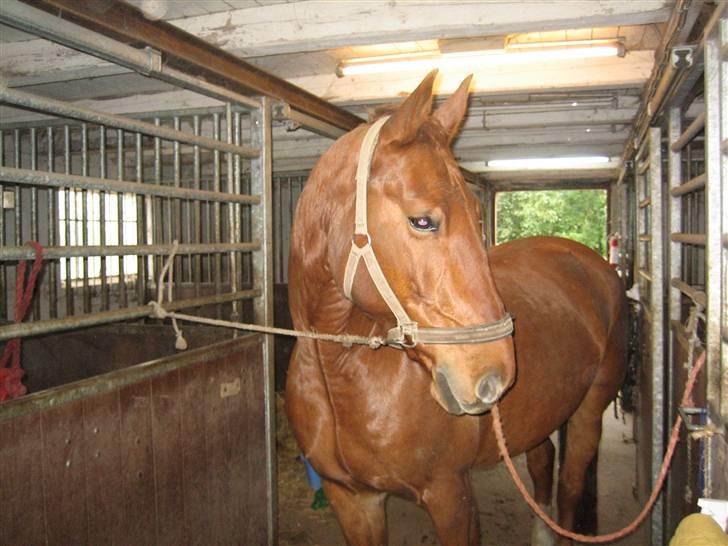 Frederiksborg Rubin billede 2