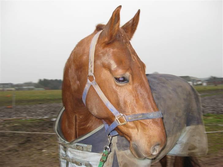 Frederiksborg Rubin billede 5