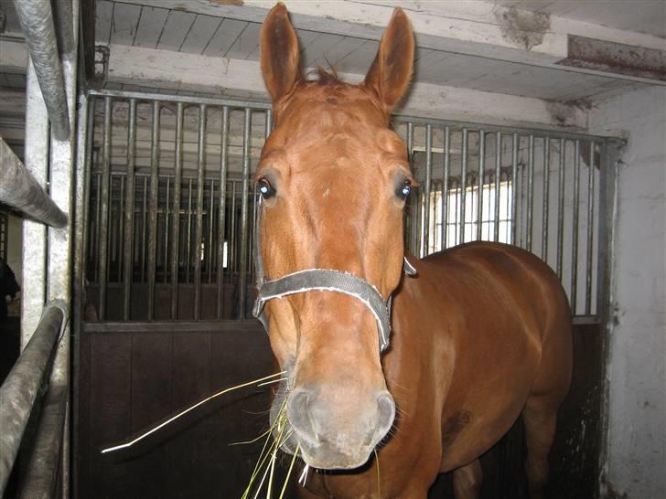 Frederiksborg Rubin billede 7