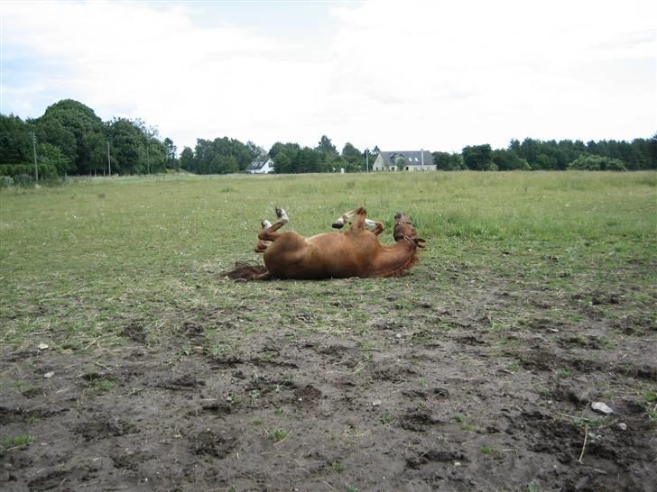 Frederiksborg Rubin billede 8