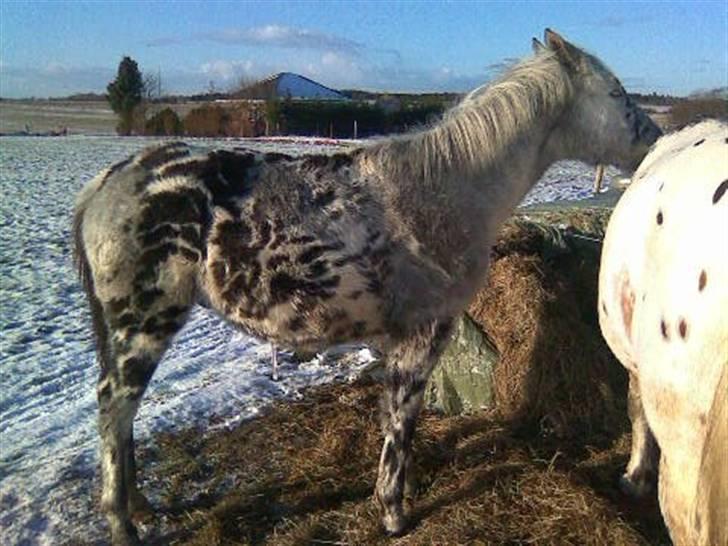 Knabstrupper Coco's Flying Seabiscuit - Hygge ude i sneen billede 7