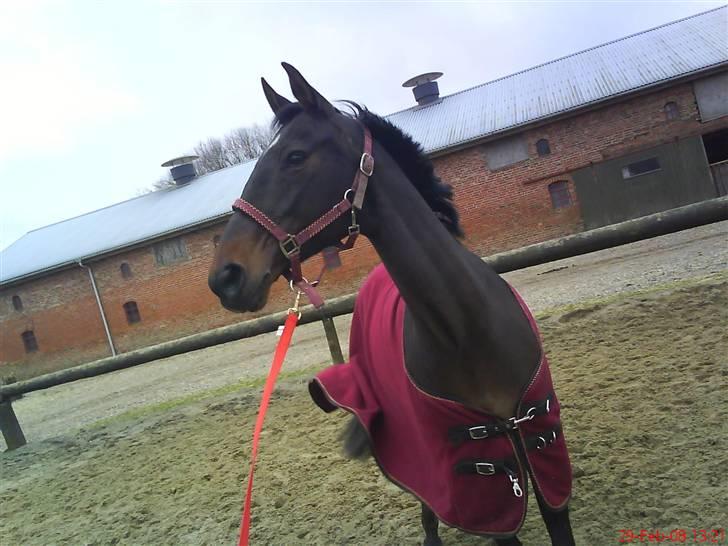 Anden særlig race Candy billede 14