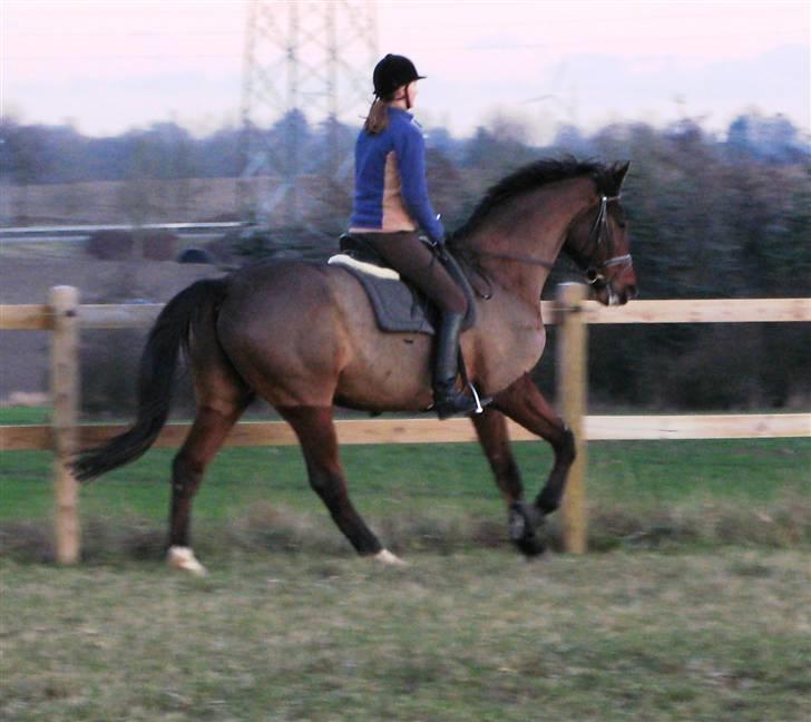 Dansk Varmblod Monet billede 3