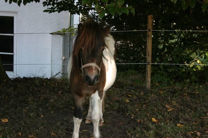 Shetlænder Alba SOLGT ;'( - smuk´sak <3 billede 1