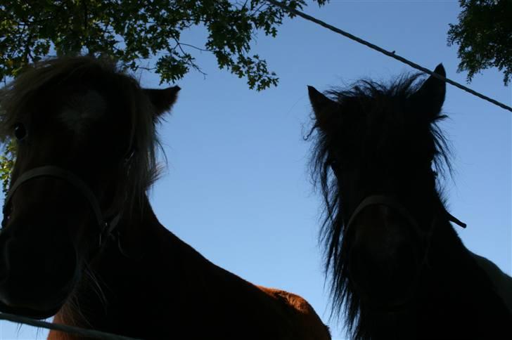 Shetlænder Alba SOLGT ;'( - <33 i er så nusser :) billede 4