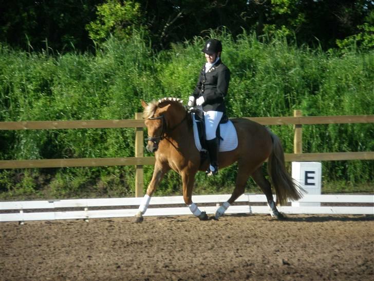 DSP Miss Buterfly *SOLGT* - Miss Butterfly i LC1-A til stævne i BTR d. 13. juni - Dejlig pony!!! billede 1