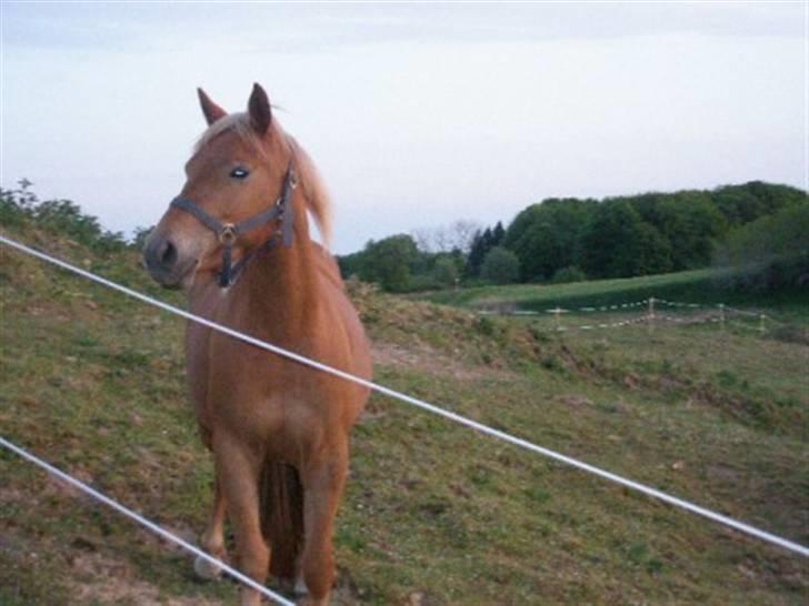 DSP Miss Buterfly *SOLGT* - Missy på fold. 3år billede 2