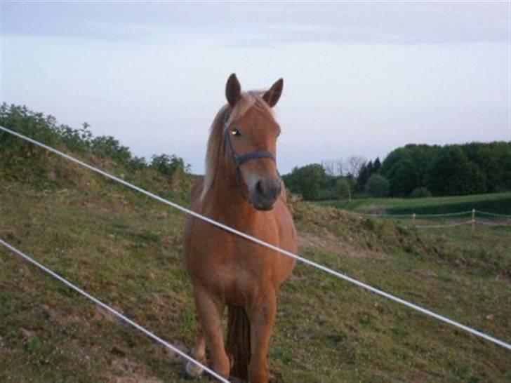 DSP Miss Buterfly *SOLGT* - Missy 3år. billede 3