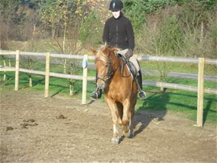 DSP Miss Buterfly *SOLGT* - Mig og Missy: En af de første gange jeg red hende. 3½år - Nov 08 billede 4