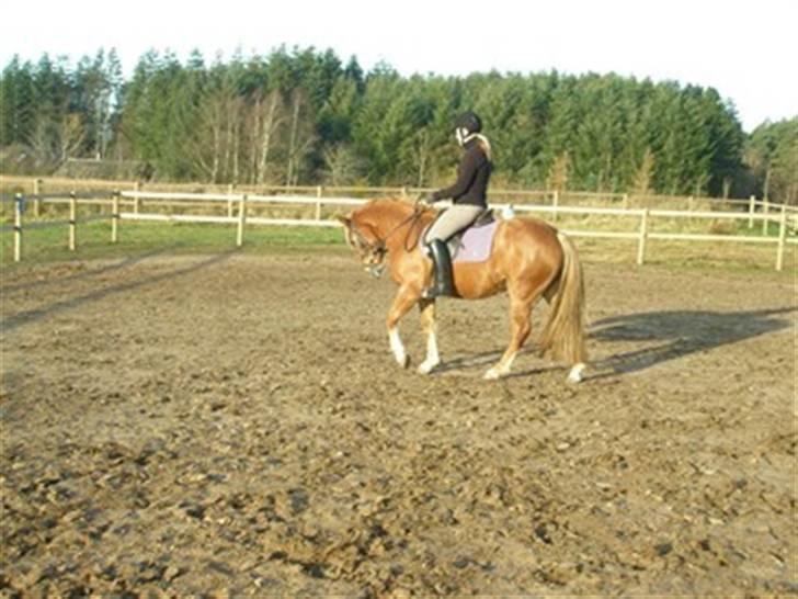 DSP Miss Buterfly *SOLGT* - Mig og Missy: En af de første gange jeg red hende. 3½år - Nov 08 billede 5