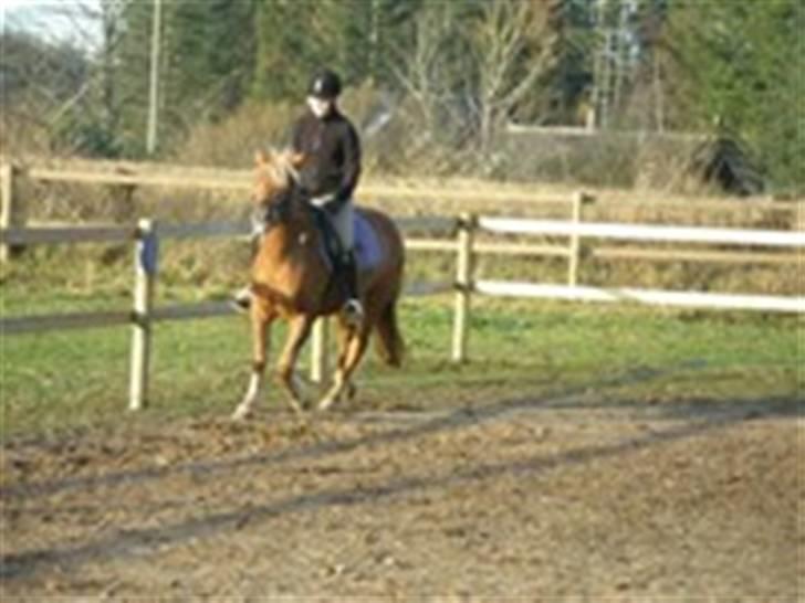 DSP Miss Buterfly *SOLGT* - Mig og Missy: En af de første gange jeg red hende. 3½år - Nov 08 billede 6