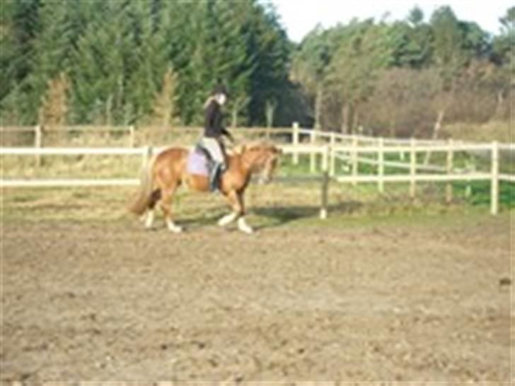 DSP Miss Buterfly *SOLGT* - Mig og Missy: En af de første gange jeg red hende. 3½år - Nov 08 billede 7