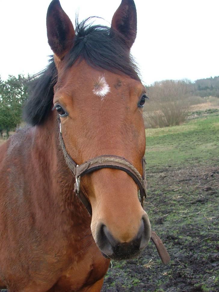 Anden særlig race Lucky Capana billede 2