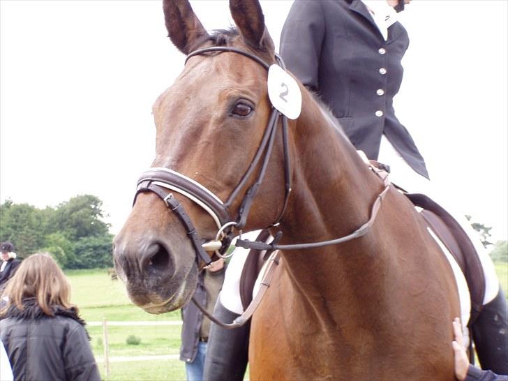 Anden særlig race Clay - Min mor og Clay til deres sidste stævne sammen, som var i 2004. Clay i en alder af 21 år :) billede 18