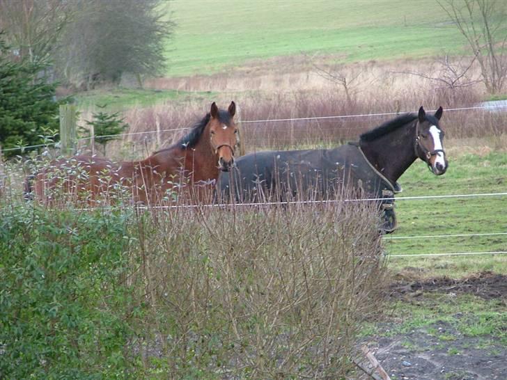 Anden særlig race Lucky Capana billede 3