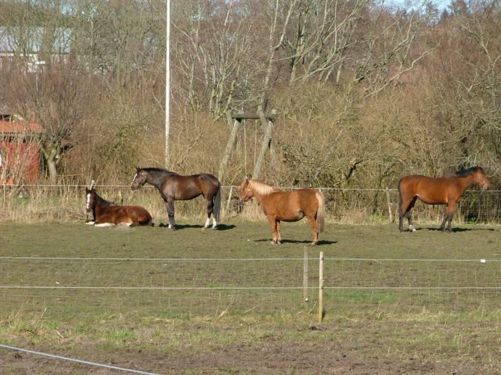 Anden særlig race Lucky Capana billede 4