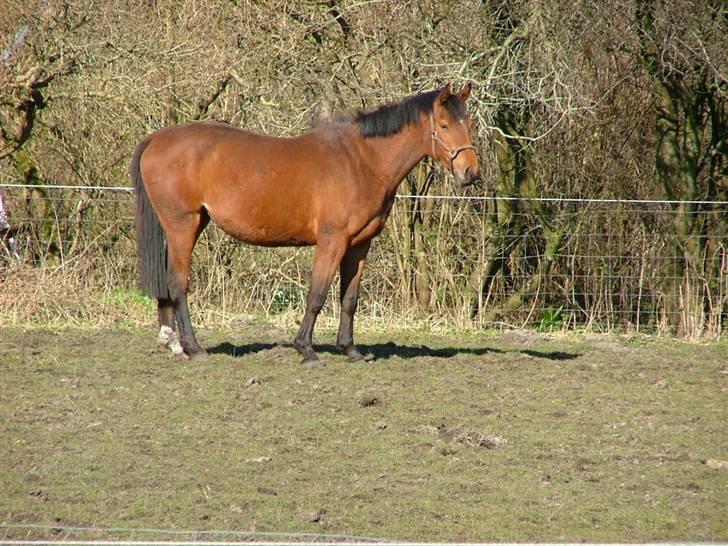 Anden særlig race Lucky Capana billede 5