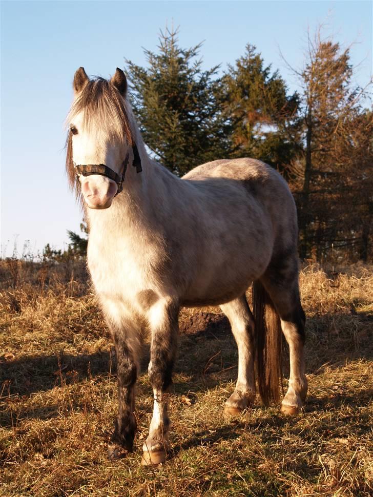 Welsh Pony af Cob-type (sec C) Atos *SOLGT* - smukke smukke atos billede 15