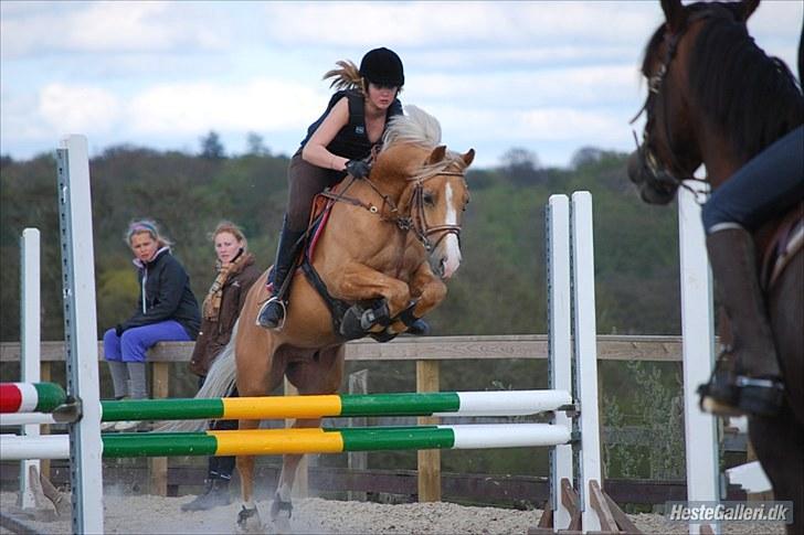 Palomino Golden Casanova (Himmelhest) - Springtræning (; gal jeg ser kocentreret ud xD billede 16