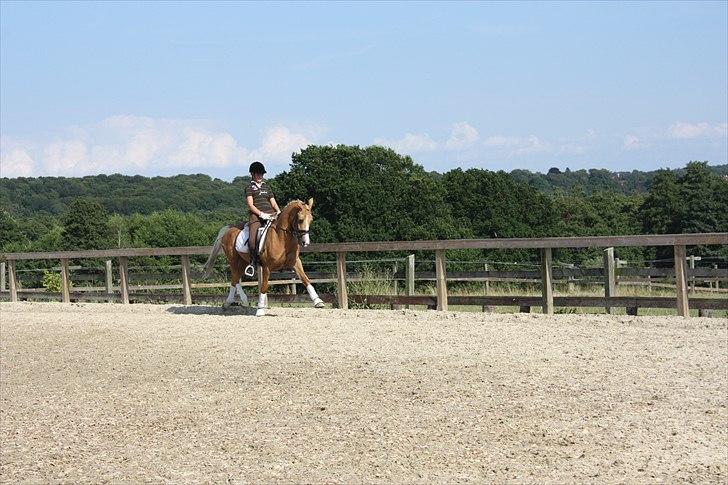 Palomino Golden Casanova (Himmelhest) - elsker dig! billede 17