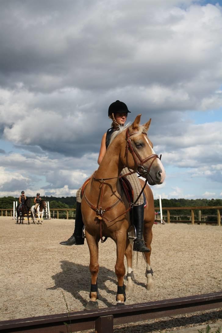 Palomino Golden Casanova (Himmelhest) - Smukke pony, inden springtræning ;D Taget af mester fotograf FJ photoes billede 18