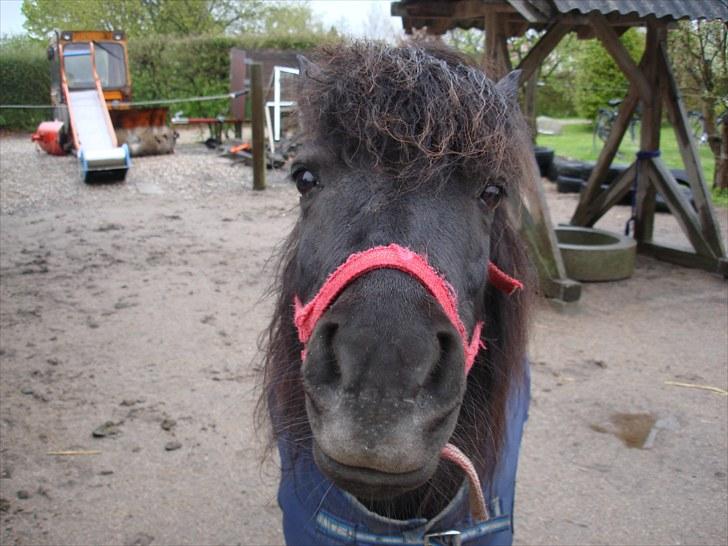 Shetlænder Olga! R.I.P SAVNET!!! :'( - Velkommen til Olgas profil ;D <3 billede 1