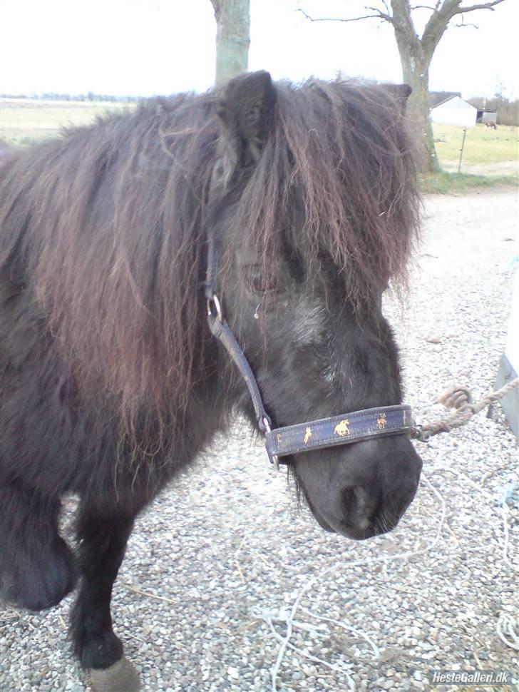 Shetlænder Bella.<3 den dejligste ;i billede 3