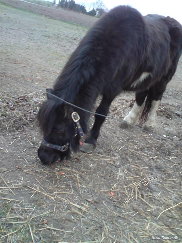 Shetlænder Bella.<3 den dejligste ;i billede 4